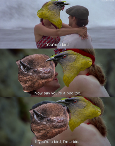 TeamKorimako's tweet photo. 💜 Vote for Love 
🔔🦜 Vote for Korimako (&amp; Pekapeka if your heart leads you that way 🦇)
#pekapekagang #votekorimako #birdoftheyear 
@Forest_and_Bird https://t.co/9CvcqqreGJ