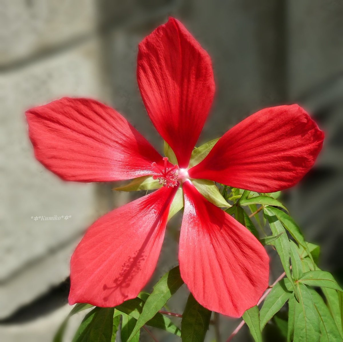 Bluepoppy Bluestar S Tweet 10 21 木 国際反戦デー あかりの日 バック トゥ ザ リサイクルの日 誕生花 モミジアオイ 花言葉 温和 穏やかな おめでとう 風が冷たいのでご自愛ください 東京 紅葉葵 紅蜀葵 コウショッキ