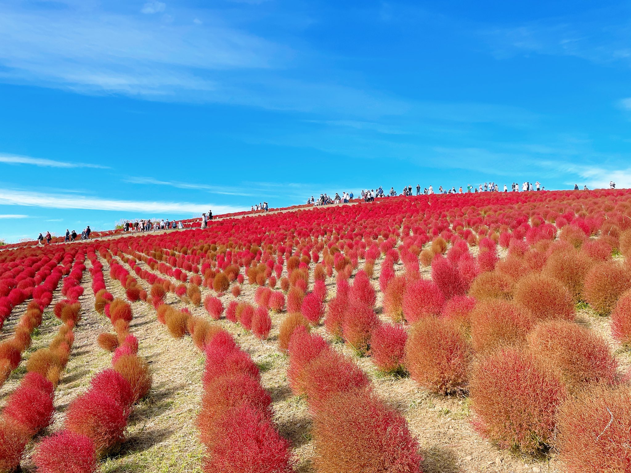 Kochiascoparia Twitter Search Twitter