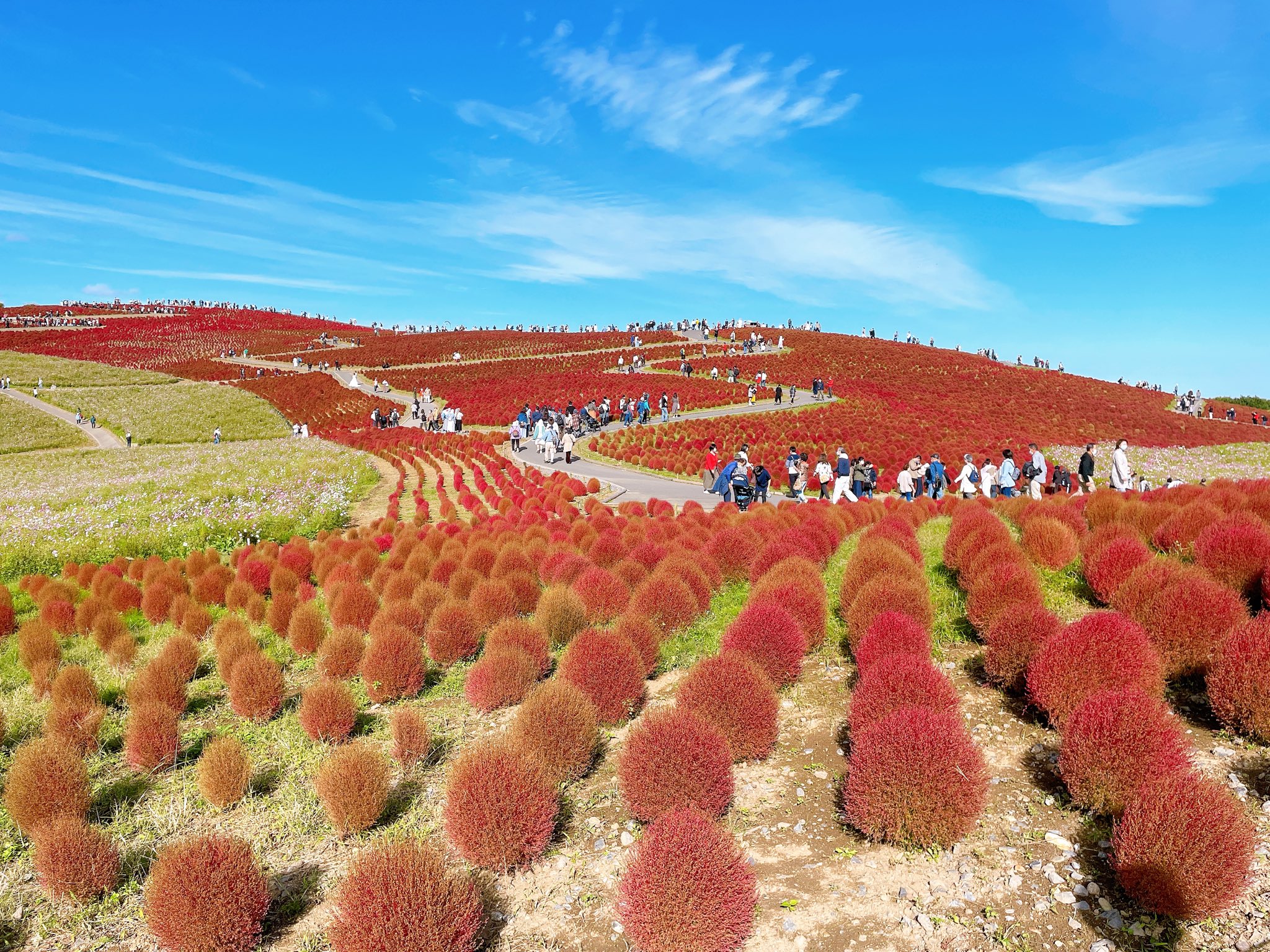 Kochiascoparia Twitter Search Twitter