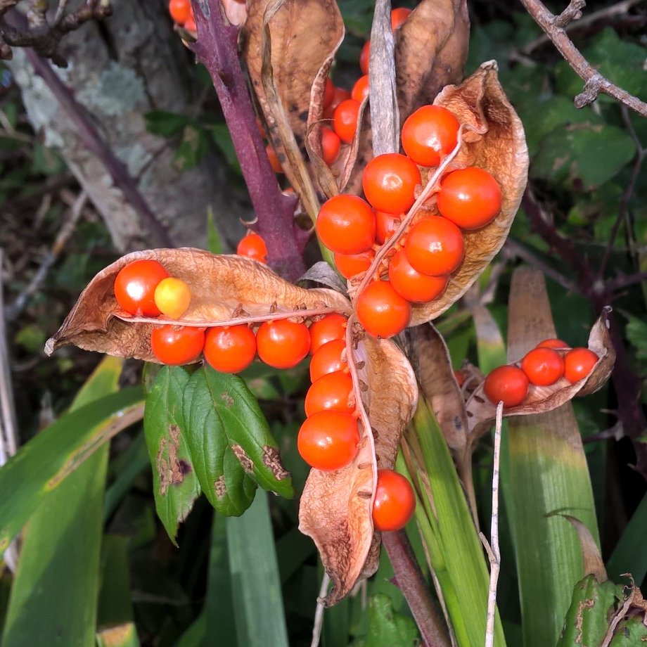 PurbeckWild's tweet photo. Stinking Iris seed pods everywhere in the undergrowth at the moment, like burning embers.
#365dayswild #wildflowerhour #nature #similies #ukwildflowers #ukwildlife https://t.co/hosejJxzSg