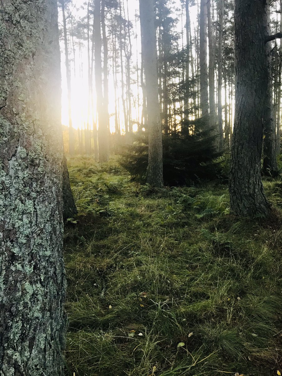 helz1980's tweet photo. A lovely morning walk break from sitting in front of the laptop 🌲👌🏻 #home #borderforest https://t.co/ZAWUAwgcIo