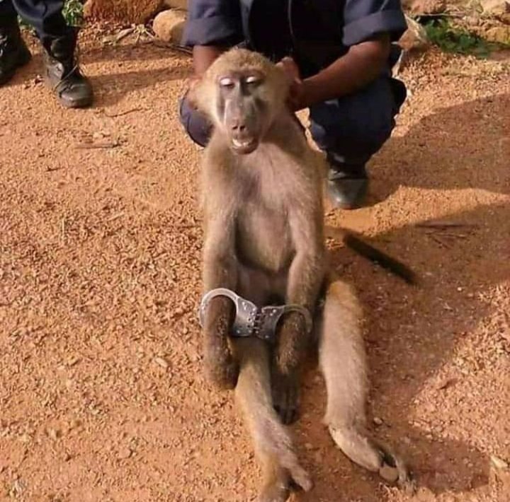 Mama Lau tweet media