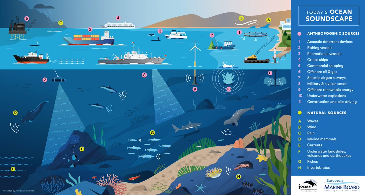 This is what today's Ocean soundscape looks like, but what do we know about it and how might it change in the future? Find out in our new future science brief on #underwaternoise, launched yesterday: marineboard.eu/publications/a… Thanks to <a href="/amydoz/">amy dozier 🌿🎨🌊</a> &amp; <a href="/jonas_project/">JONAS</a> for the great image!