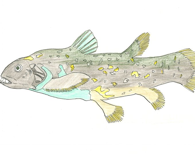 シーラカンスのtwitterイラスト検索結果 古い順