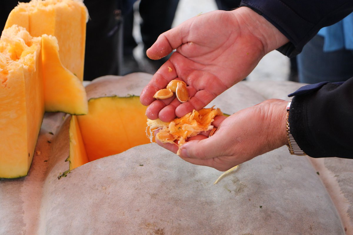 JuckerFarm's tweet photo. Am 30. Oktober ist es wieder soweit: Die Riesenkürbisse werden "geschlachtet" am #Kürbisschlachtfest auf dem #Spargelhof in Rafz:
https://t.co/jqzeeTW4Ub https://t.co/wRaFpUX74x