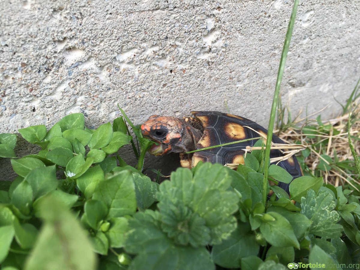 TortoiseEveryHr's tweet photo. bzzzzt beep bloop tortoise bot https://t.co/jAT4mz70dQ