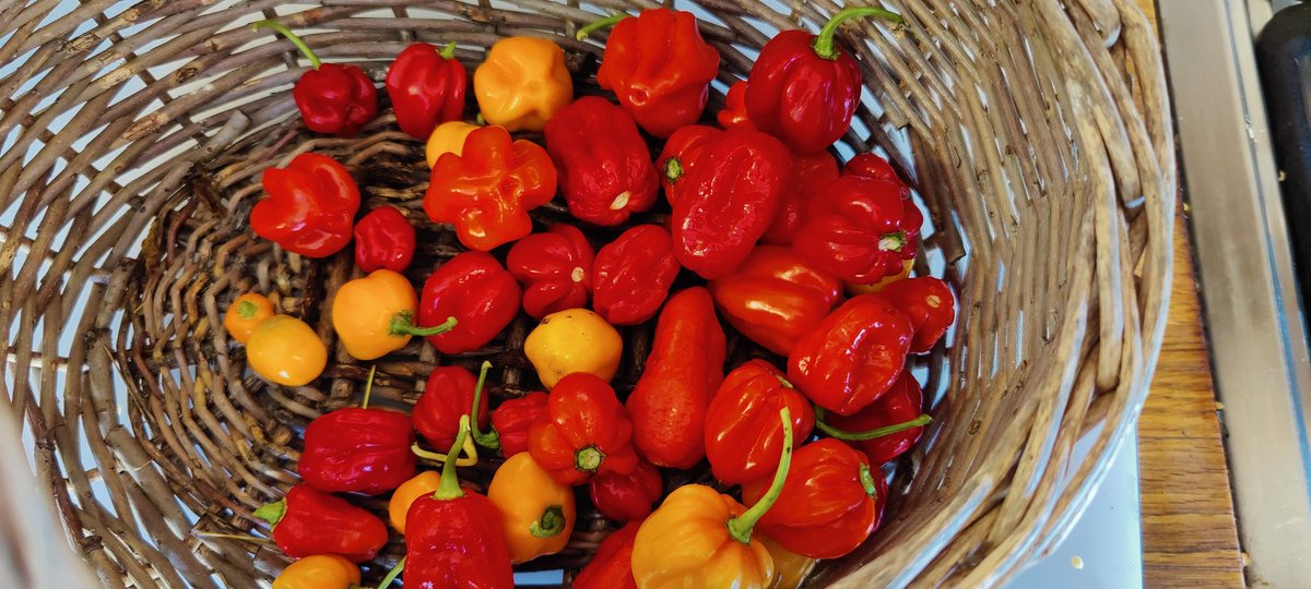 English Country Life tweet media