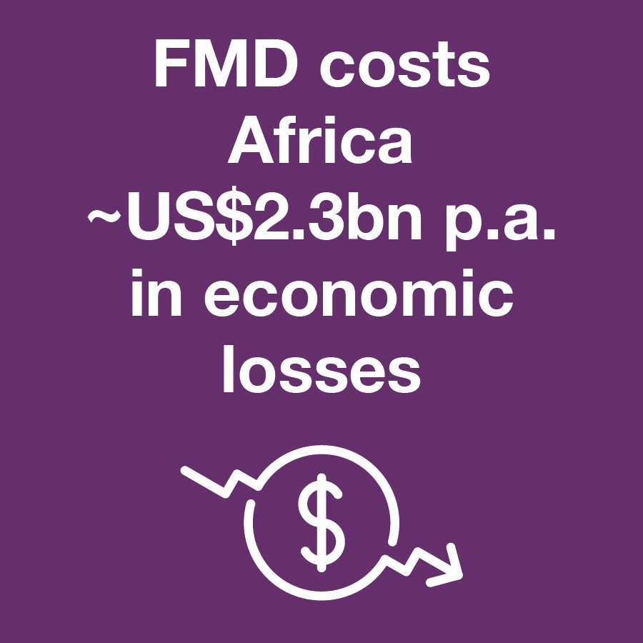 GALVmed's tweet photo. FMD is highly contagious and costs #Africa significant economic losses.
๐ #FMD impacts can be minimised by developing and facilitating commercialisation of high-quality vaccines.
@AgResults #FMDProject ๐ https://t.co/oYg2ME9E3r https://t.co/HlfqfpYwGQ