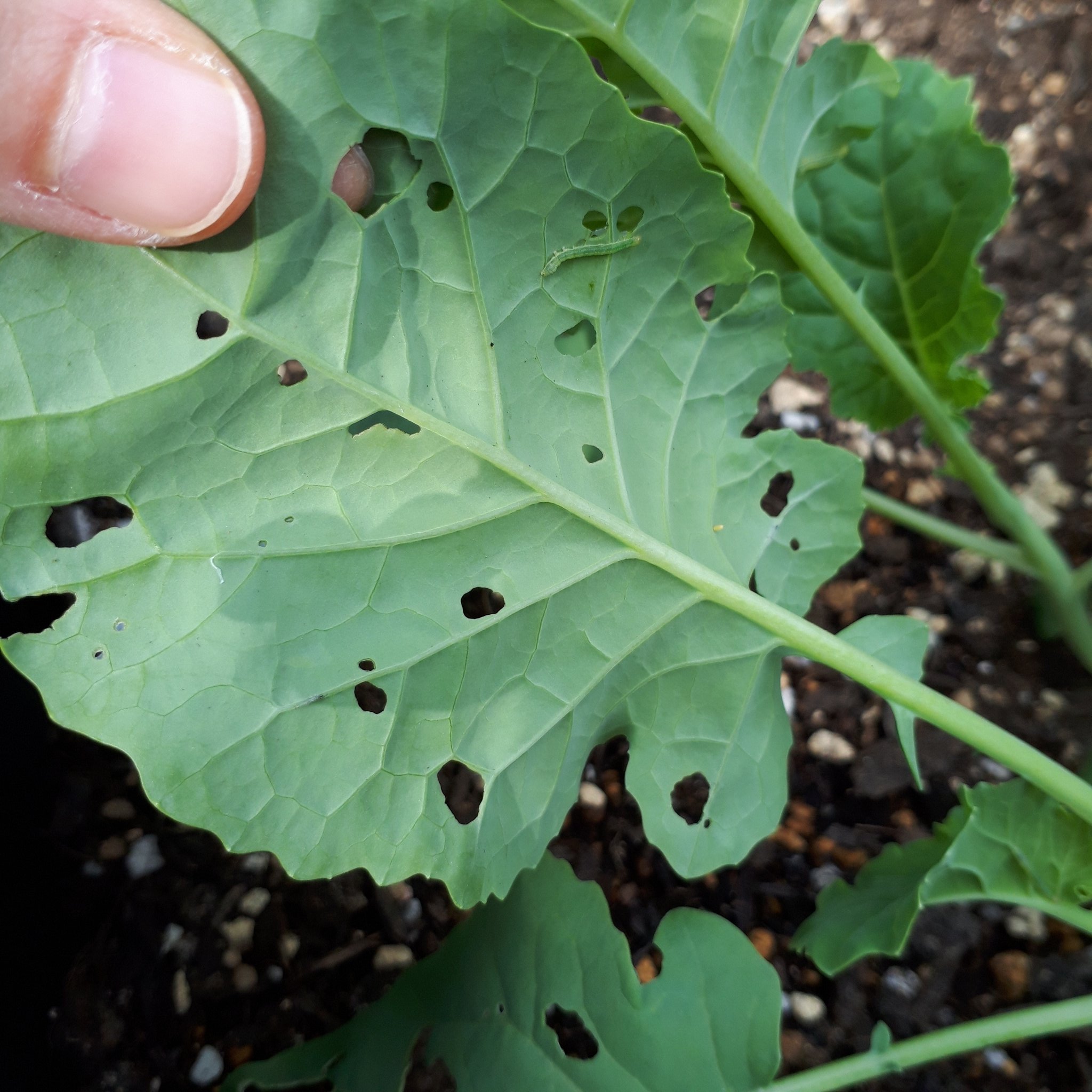 さくうご 庭のブロッコリーにモンシロチョウの卵がぁ 青虫がぁぁ 虫食いだらけです すぐ隣のジャガイモの葉っぱは無傷 虫にも好き嫌いがあるんだね 家庭菜園 ブロッコリー あおむし T Co Vixfkkstsk Twitter さくうご 庭のブロッコリーにモンシロチョウの卵がぁ 青虫がぁぁ 虫食いだらけです すぐ隣のジャガイモの葉っぱは無傷 虫にも好き嫌いがあるんだね 家庭菜園 ブロッコリー あおむし T Co Vixfkkstsk Twitter