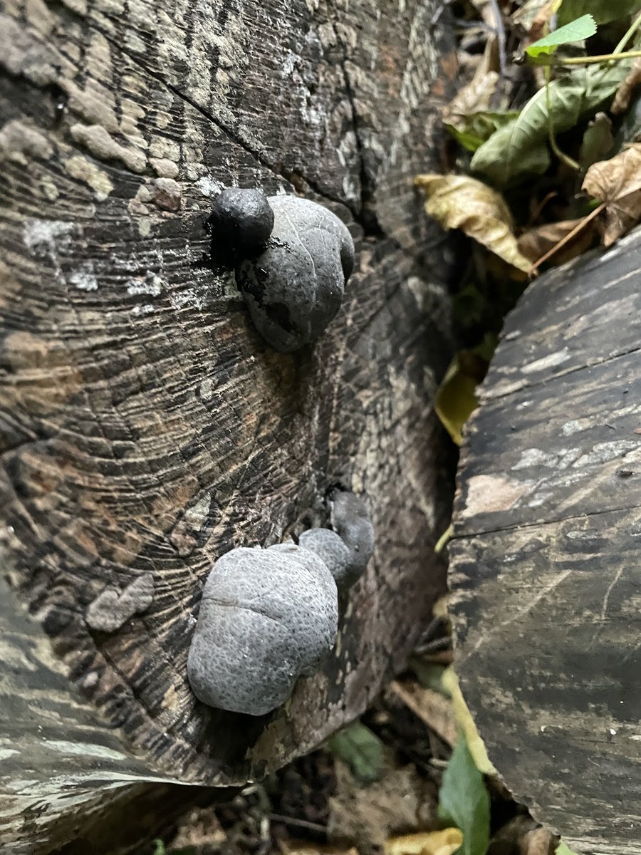 allotmentor's tweet photo. These 'King Alfred's cakes' #fungi, spotted @BurgessField, always remind me of an undergraduate mycology field trip to the @nationaltrust's #leighwoods - now 35 years ago! - and I've still never put them to their ancient use of lighting a fire, or, allegedly, for curing cramps. https://t.co/nKQ71gRhOB