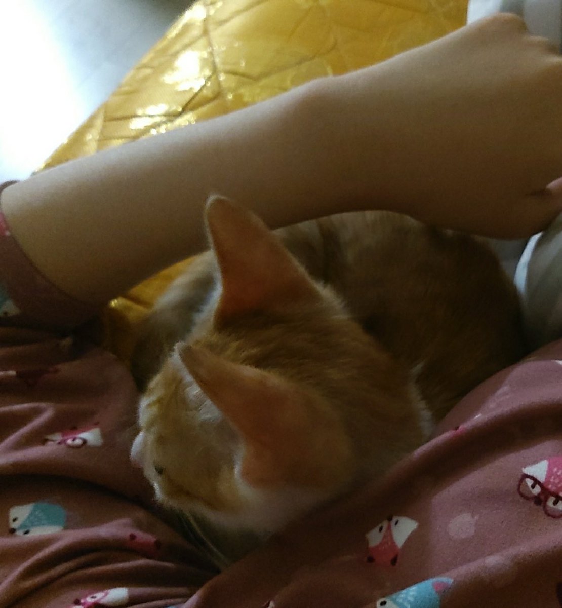 saintmillthecat's tweet photo. 사람이 너무 좋아서 겨드랑이에 폭 파묻혀 자러 오는 아기고양이 밀이🌾✨
고양이가 품에 파고들면 정말 귀엽고 따뜻하고 보드랍고 꼬순내 나고 숨소리 색색 들리는 게 얼마나 사랑스러운데요😭💕 https://t.co/mSULaVSkaa