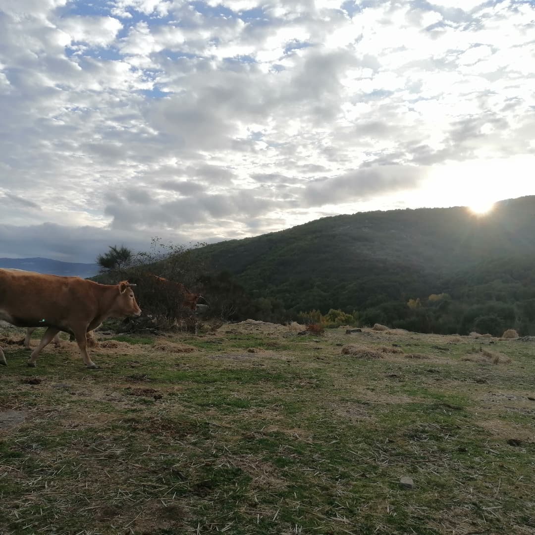 #enlaoficina #🐂🐄🐃