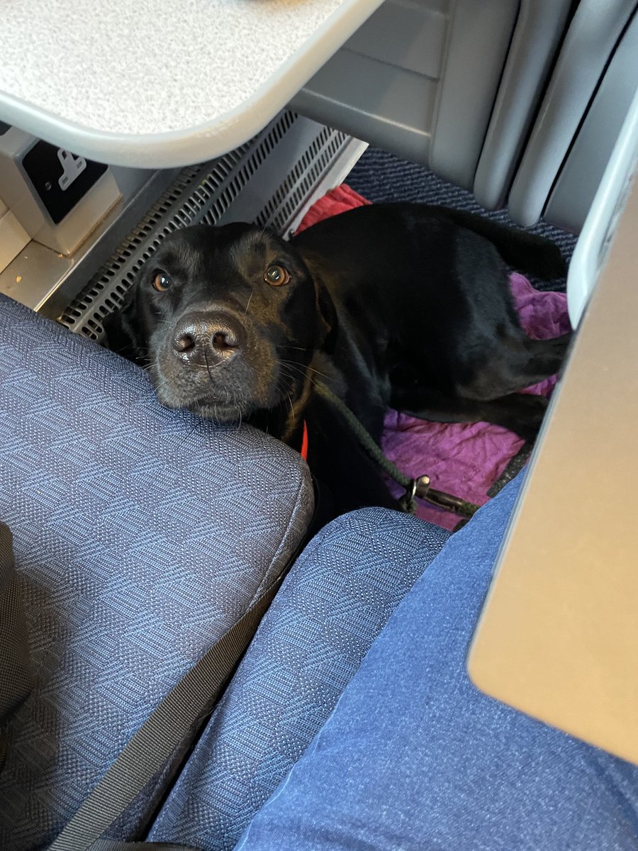 StuartWilsonRPI's tweet photo. Freight train delay means a slow start to #DogThursday @RPInsight @WeWork but Rafiki is on his way! #labradorrecruitment https://t.co/AkrjsHFCsT