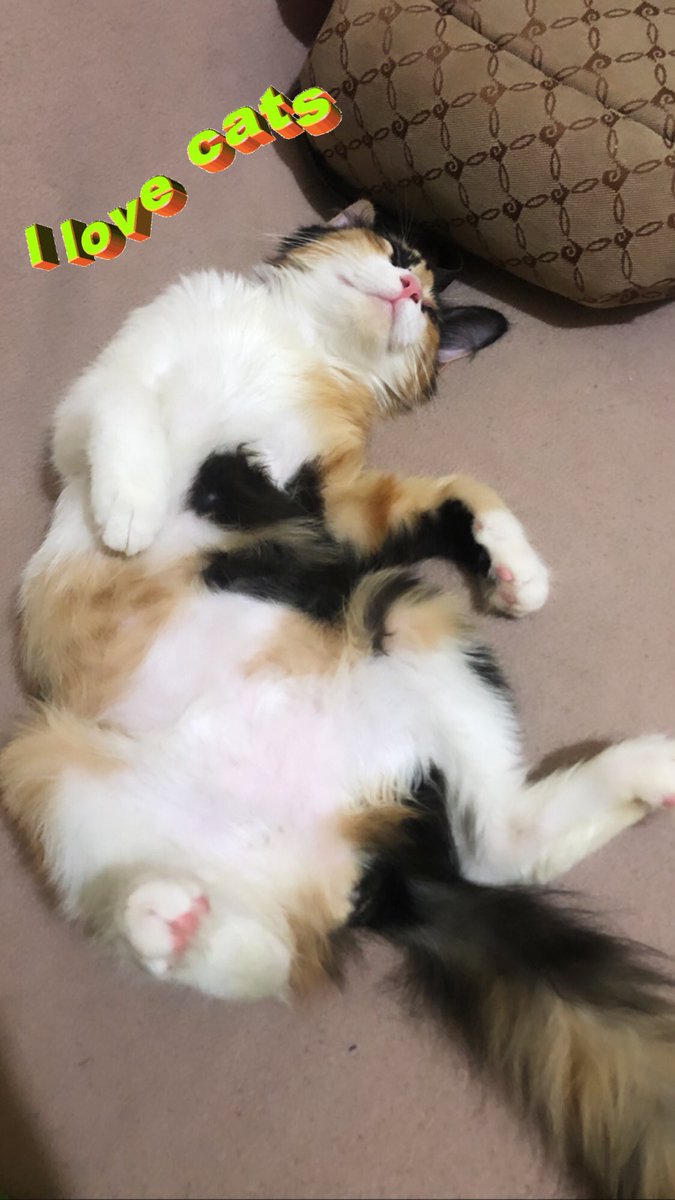 blgirmm's tweet photo. #PawChallenge Nazlı 🎈Çok ümitlenme yaşatamayabiliriz demişlerdi 🤷🏼‍♀️ ben yaptım 😁 https://t.co/jH3SMcfqsQ