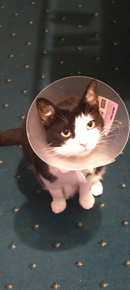 janelavinya's tweet photo. I just realised I have no pics of my babies Luna and (Super)Nova 🥰 Luna is in the Cone of Shame for trying to bite her stitches :( https://t.co/LfeHxWVkYq
