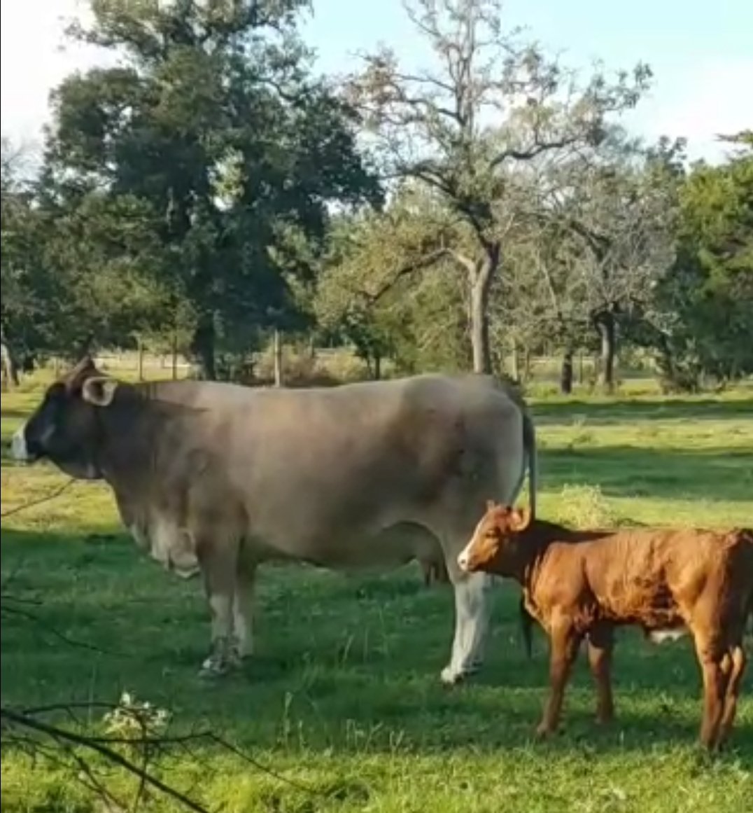 tcheck30's tweet photo. Lost Cause Ranch take on Queen of the South.
1/2 Fleck Simmental X 1/2 Brahman with her heifer calf sired by CDI Trustee a @STgeneticsBeef Simmental bull.  #FreshGenetics for the #Simbrah breed
#OneStrawOnePregnancy using heifer sexed semen https://t.co/4hHKlfDpdt