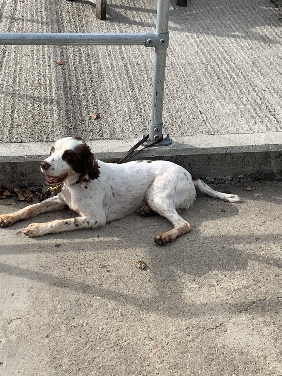 DogsHmpps's tweet image. Was lovely to see so many colleagues from across the estate last week, taking part in our Drug Detection Dog Trials at our National Centre. Thank you to everyone who supported this event. #OperationalDogs #PrisonDogs #K9 #WorkingDogs