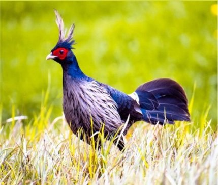 milanaryan07's tweet image. J&amp;amp;K  has declared #KalijPheasant as bird of the Union Territory of Jammu and Kashmir.
The bird, which is also known as “Lophura Leucomelanos”, is widely found particularly in Mansar, Surinsar, Jasrota and Bhaderwah areas.
#JammuKashmir 
#bird