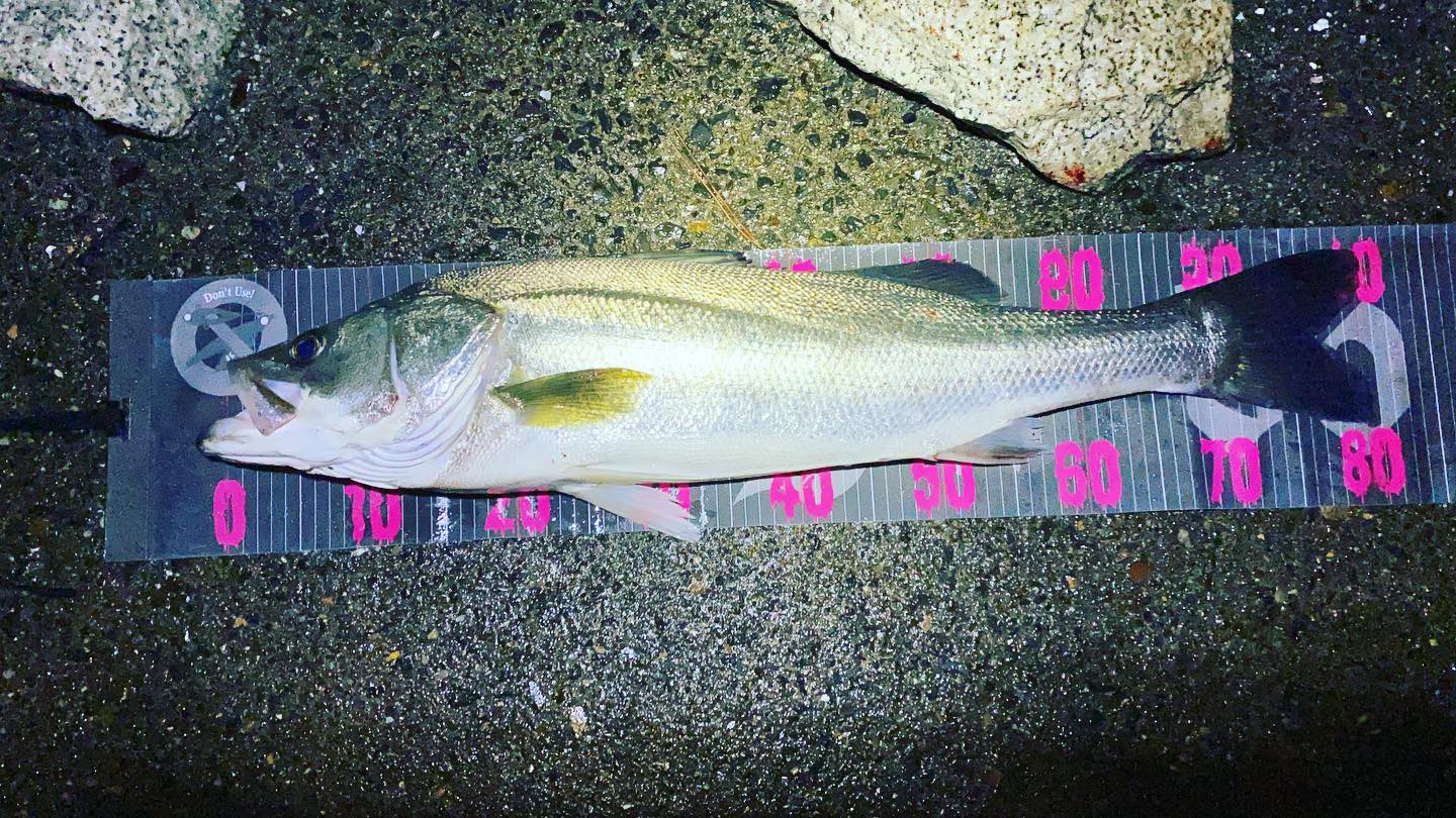 シーバスバイブス Seabass Vibes Twitter