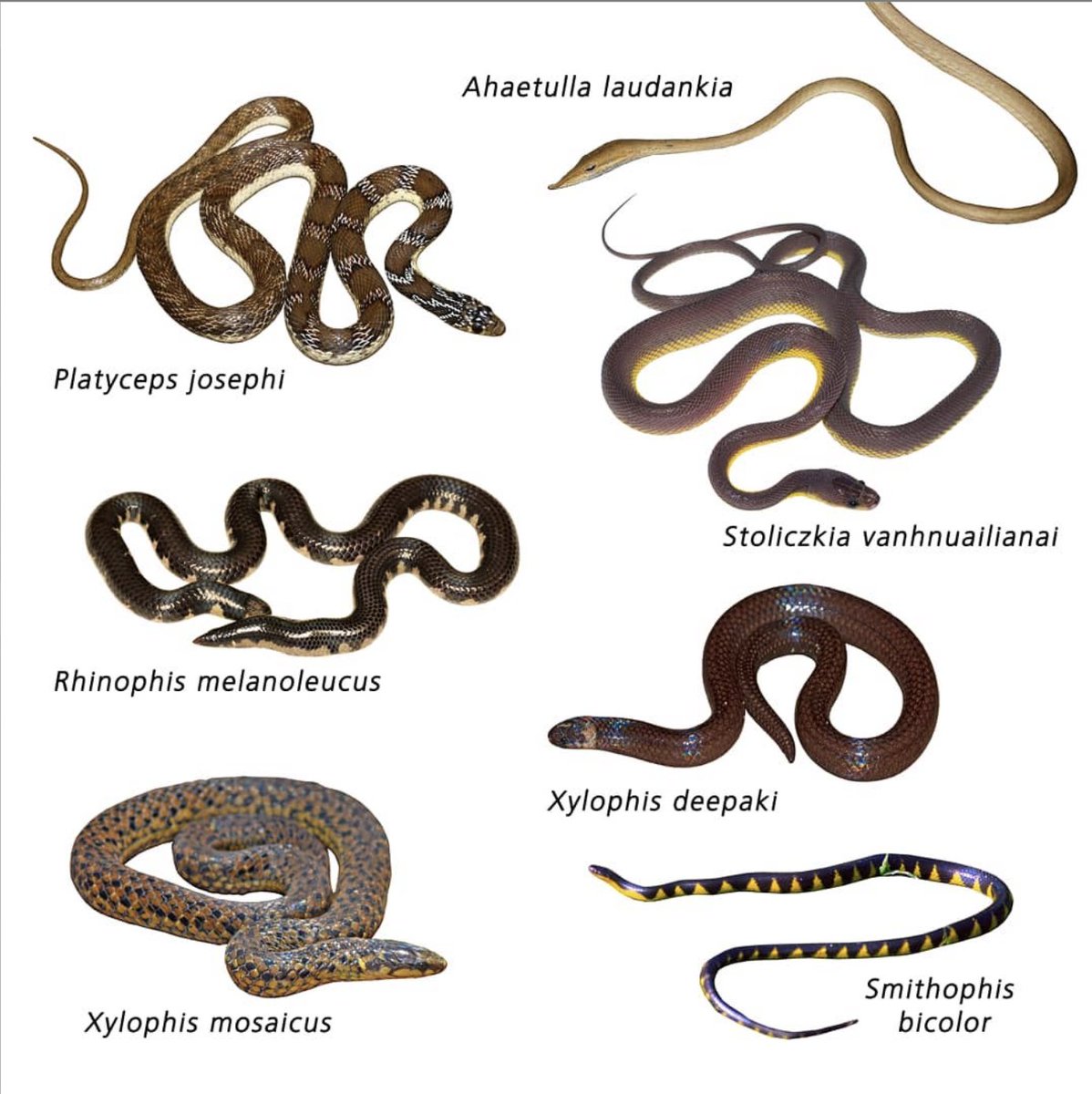 India is home to 700 species of reptiles!  In the last 5 years alone ~115 species were described!  Here are some of the snakes my friends described in the last few years some of which i had coauthored #ReptileAwarenessDay