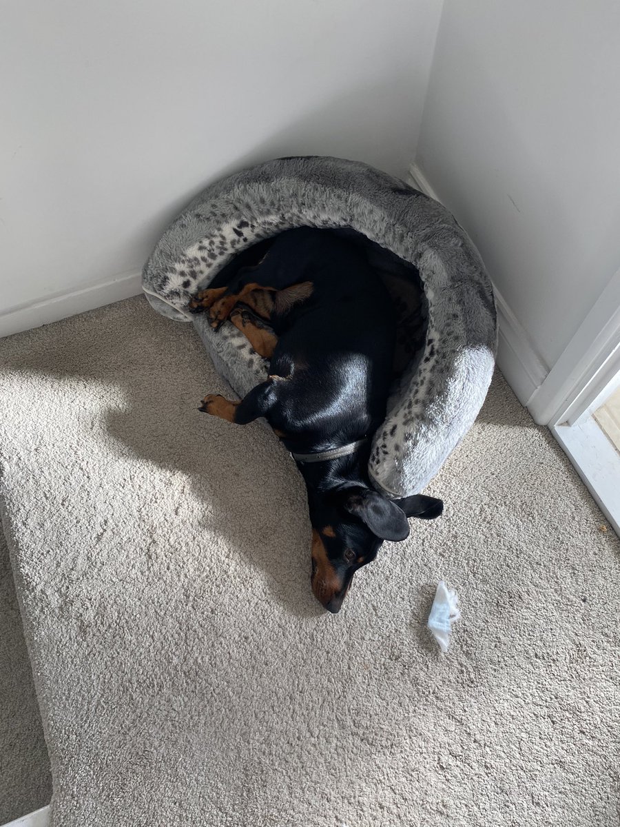 LeahLob's tweet photo. @OfficialPLT @OfficialPLT #PLTPets 

Pablo for the win 🤞🏽🤩 https://t.co/diE7ytlaQZ