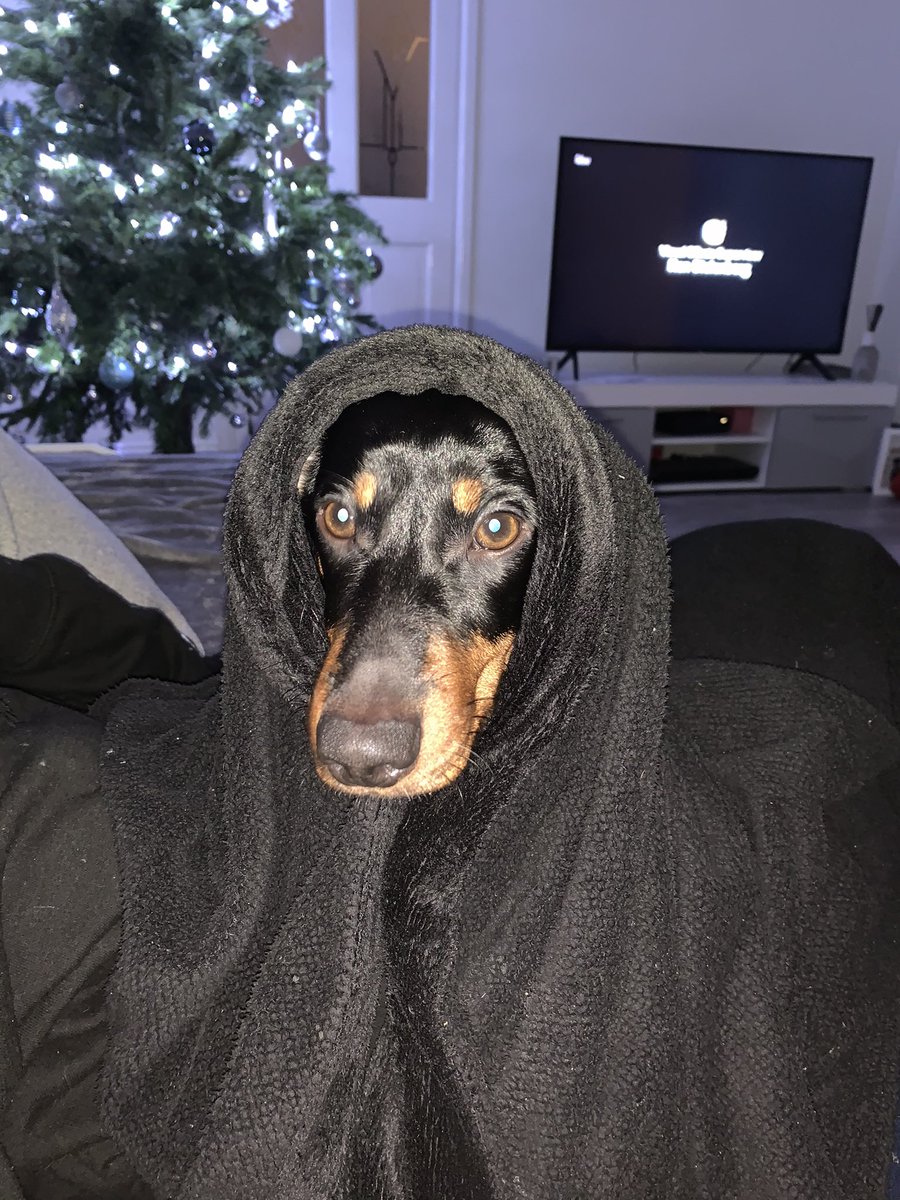 LeahLob's tweet photo. @OfficialPLT @OfficialPLT #PLTPets 

Pablo for the win 🤞🏽🤩 https://t.co/diE7ytlaQZ