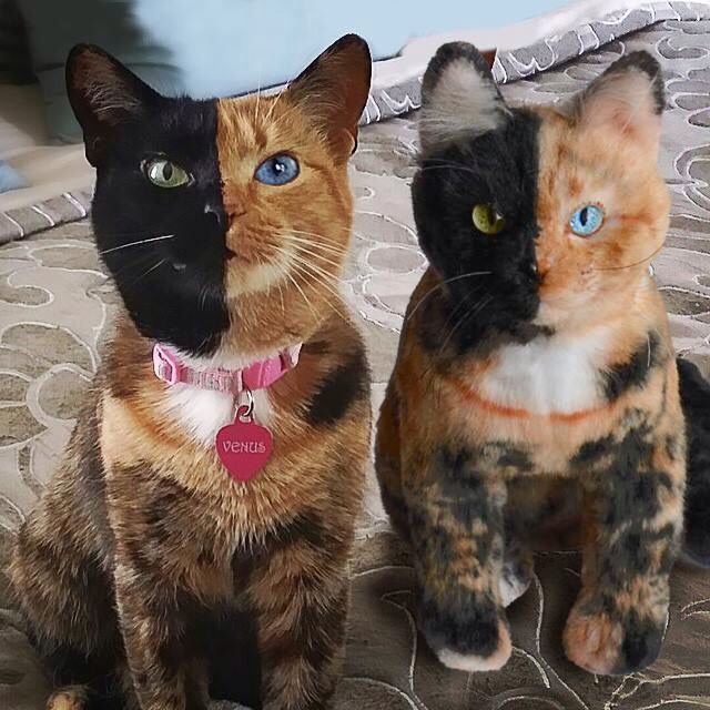 Leon71022's tweet photo. Me and my plush friend.  😹😹😹 https://t.co/rtTxVEx5Q4