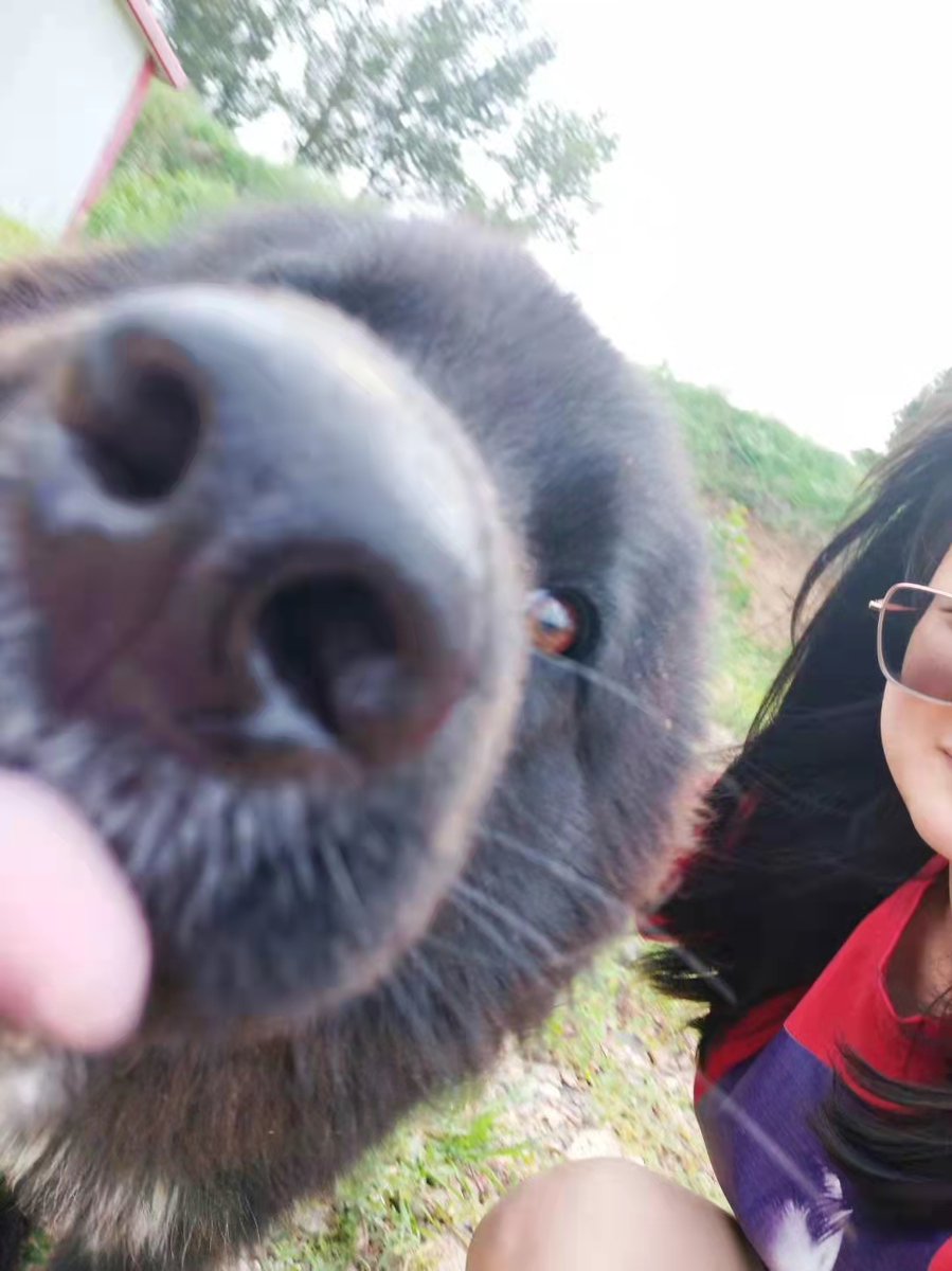 Dizzybusy2's tweet photo. When you want to take a photo with a cutie.  #dogs #dogsoftwitter #cute https://t.co/QQYIt0w4kI
