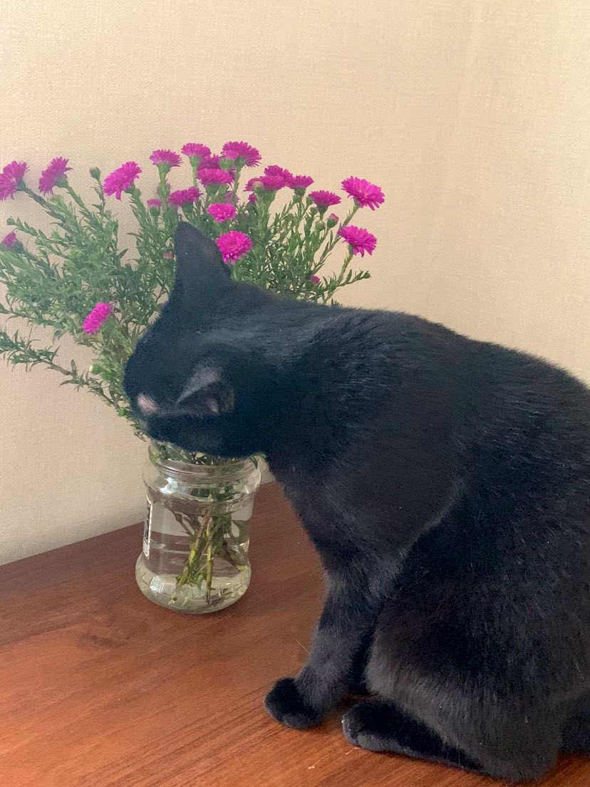 Eliotta6's tweet photo. Кэру, которая нюхает цветы, вам в ленту https://t.co/G5RDBhzzrf