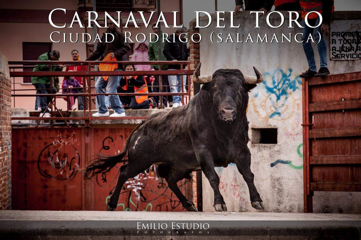 carnavaldeltoro's tweet photo. #ToroDelAntruejo 
#CiudadRodrigo
#CarnavalDelToro
¡¡¡DON...DON...DON...DON...DON...!!! https://t.co/N0ph7NeuQv