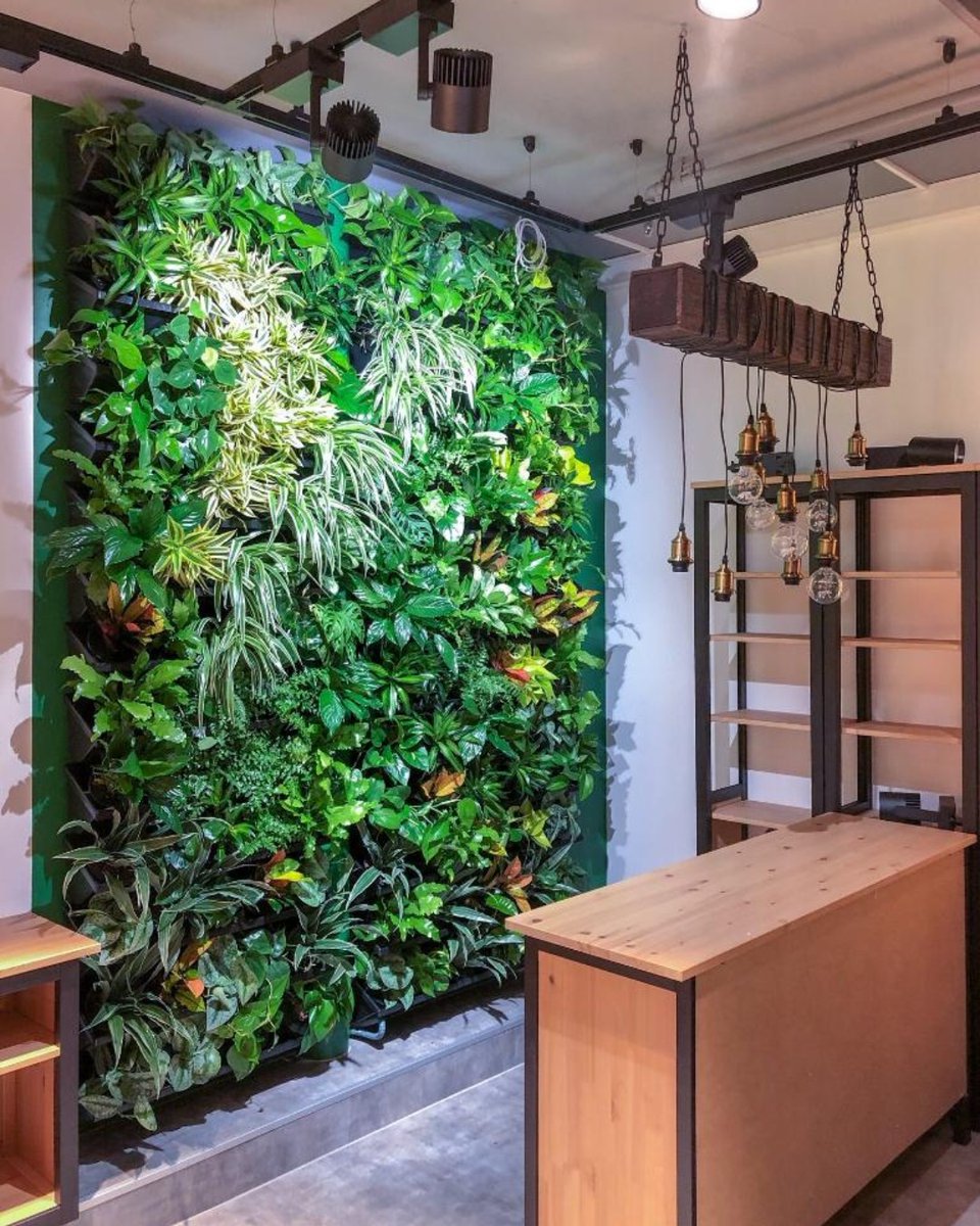 Gestivert_web's tweet photo. Et si vous aviez le même ? 

Contactez-nous 😇

#plantes #plantesintérieur #plantespourtous #plantessauvages #plantesaddict #plantesdinterieur #vegetalisation #vegetalisationparis #locationdeplantes #plantesdinterieur #plantesdebureaux https://t.co/IJwV4nRrzV