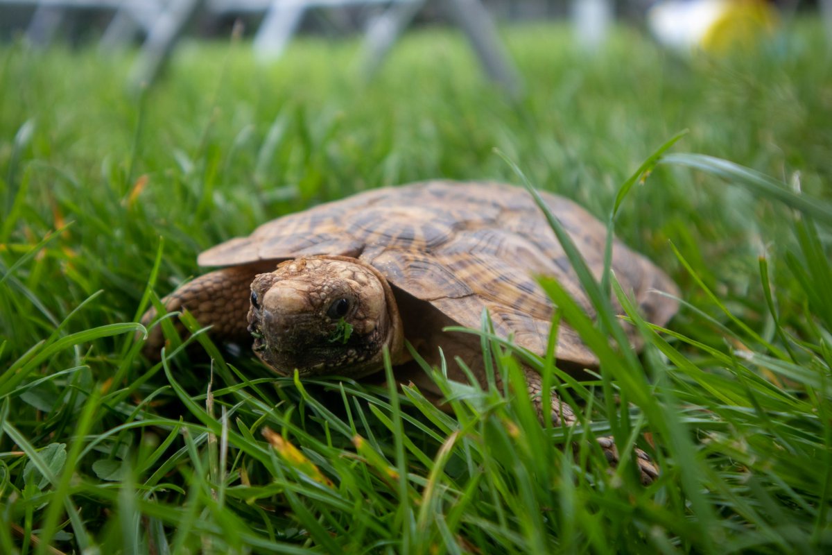 _africaalive's tweet photo. Today is #ReptileAwarenessDay
The #AfricanPancakeTortoise is #criticallyendangered, and their numbers have decreased by 80% in just 30 years due to illegal pet trade and habitat degradation.
Sponsor our tortoises: https://t.co/hv6lttqlRv
Learn more: https://t.co/IuqNgIgzh1 https://t.co/nLfl4WirJr