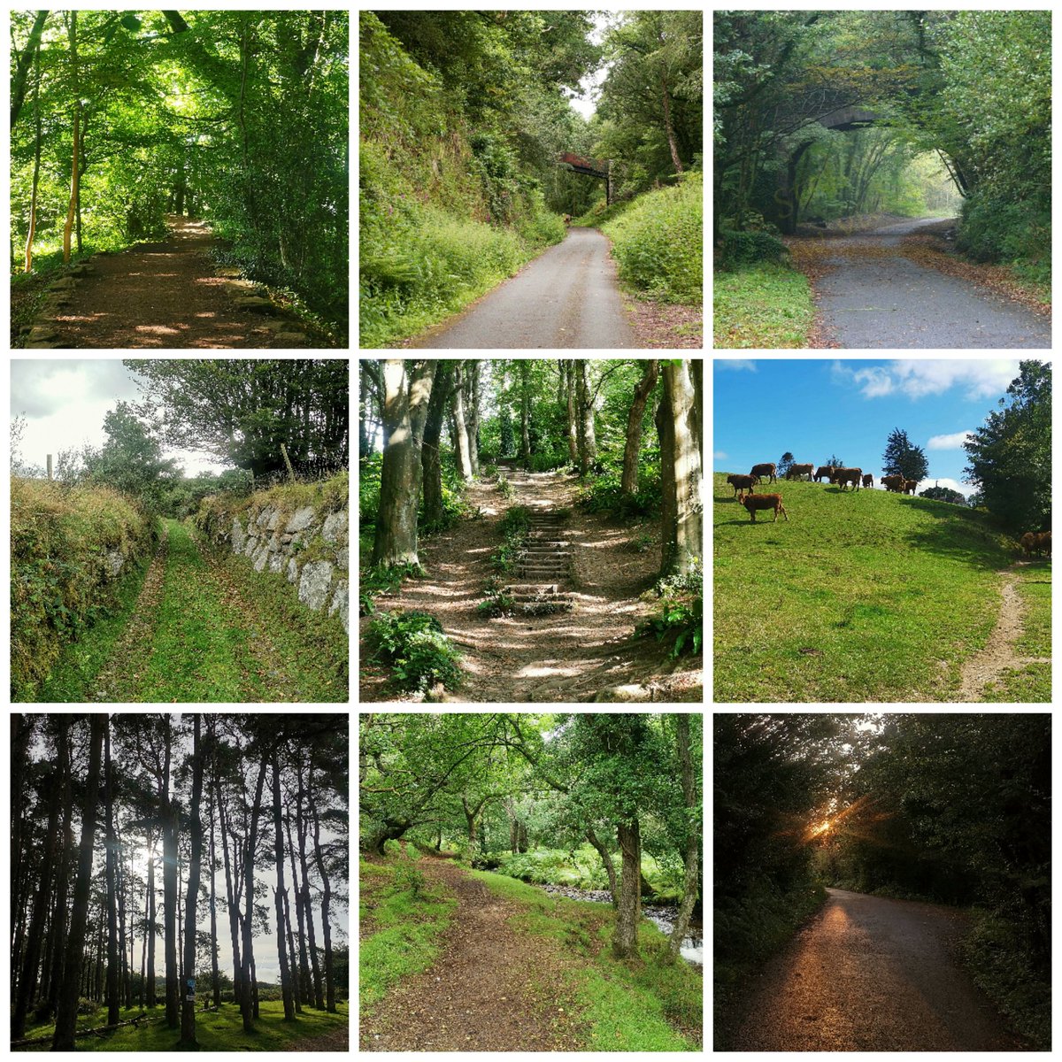 StefanLVidak's tweet photo. Which path do you #choose?
The soundly-paved road, the well-beaten track, or the #pathlesstravelled?
Or do you forge your own way through the #wilderness?
#GetOutside #Respect #nature #photography #mentalhealth #Wood #moor #farm #flora #fauna #inspiration @SianVidak https://t.co/V7FUKxn4Mu