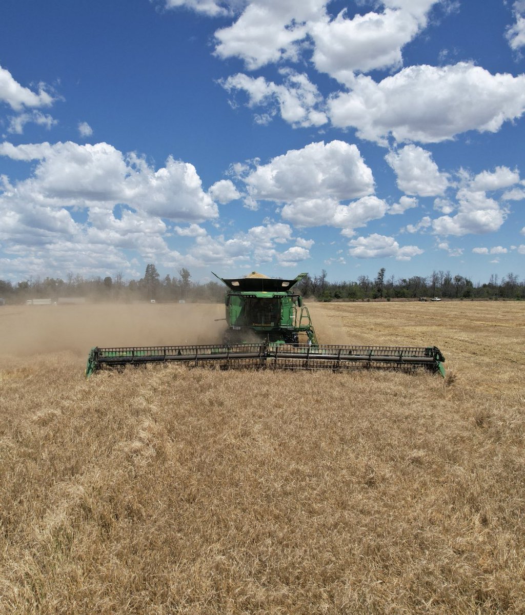 Max Cusack (@cusackmax) on Twitter photo X9 1000 and HD50R chewing through the tough stuff in contour country. #xtremeharvesting #Harvest2021 #deereemployee <a href="/JohnDeereAUNZ/">John Deere (AU, NZ)</a> X9 1000 and HD50R chewing through the tough stuff in contour country. #xtremeharvesting #Harvest2021 #deereemployee <a href="/JohnDeereAUNZ/">John Deere (AU, NZ)</a>