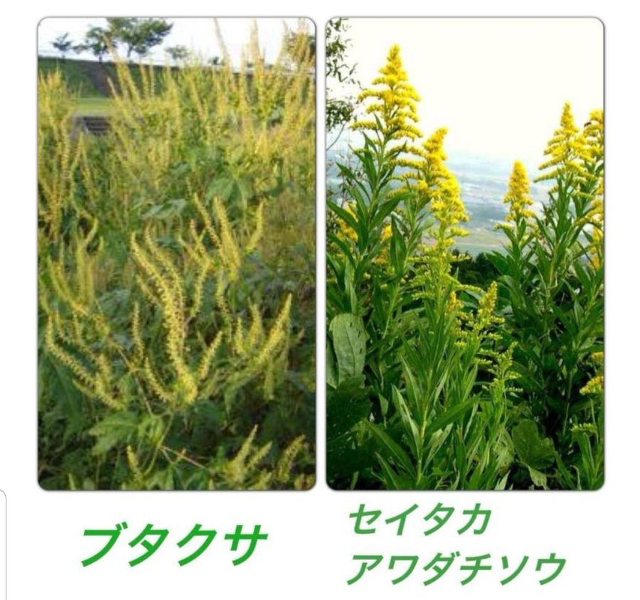 ブタクサとセイタカアワダチソウは葉で見分ける 花粉症の原因はこっちだ 丁寧に暮らし隊
