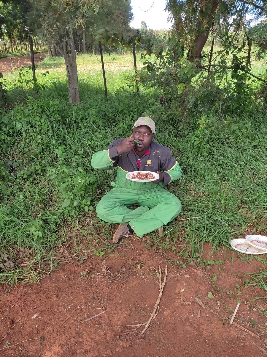 leketetonfarm's tweet photo. A break from staple farm lunch GitheriAlavocado  🥑 to some West African Delicacy from @MamaAshantiKe Plantain, JolofRice, Egusi Goat Meat Soup. #farmbreaks #mattersfodder #farmerinthecity https://t.co/gxzkNARR7E