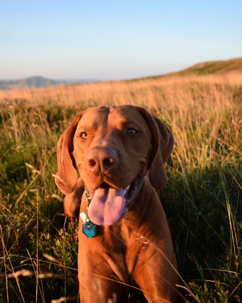 Vinnie beautifully combining our love for natures golden hour and dogs in just one photo 🌄🐶👅

Tag us in your golden hour snaps!

📸: <a href="/PoochVinnie/">vinnie_the_pooch</a>
