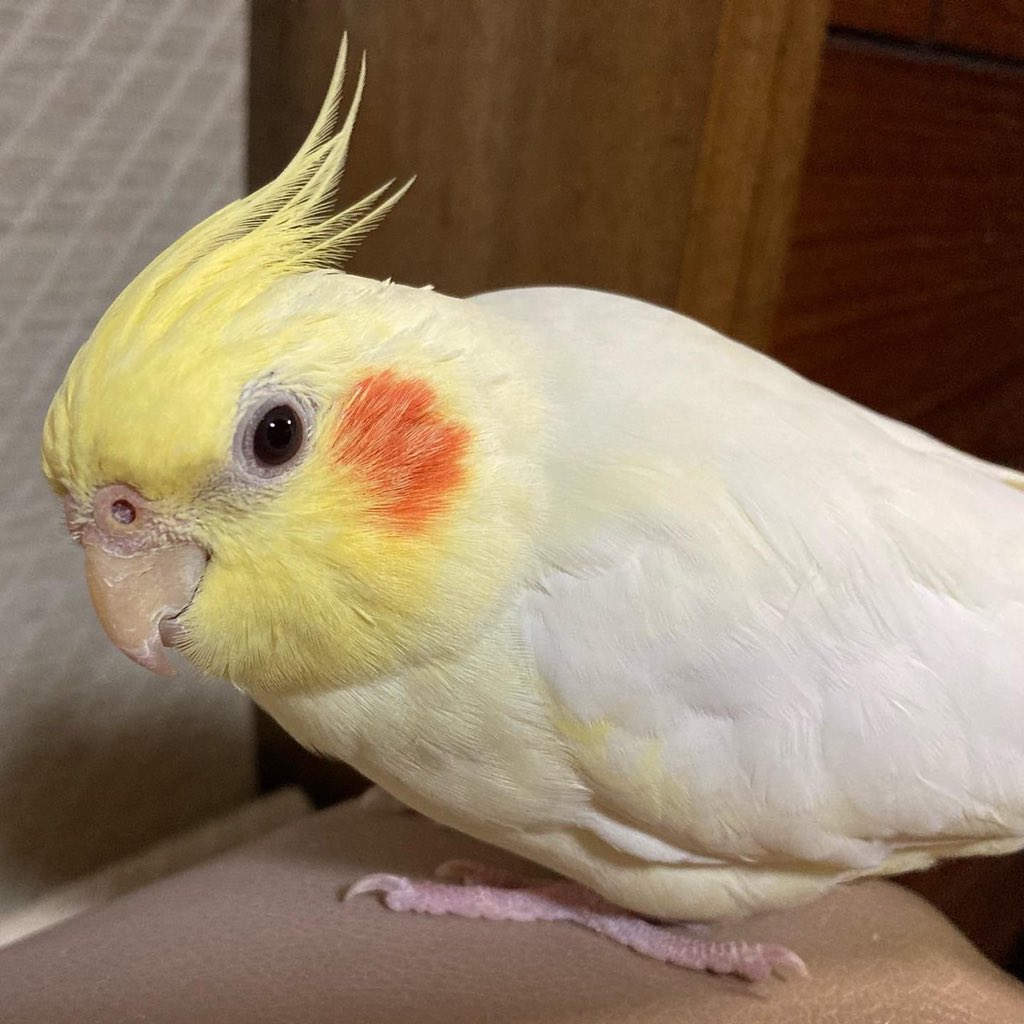 迷いインコ情報(<a href="/brightnatsu/">natsumi</a>)
⚠️探しています
❶名前：きいちゃん
❷場所:#愛知県 #東海市 #名古屋市
❸日時：2021/10/21 AM8時ごろ
❹特徴：オカメインコ
人懐こく、手を差し出すと乗る。体はクリーム色で頭が黄色。ほっぺがオレンジ色。
#拡散希望 #迷いインコ #迷子インコ