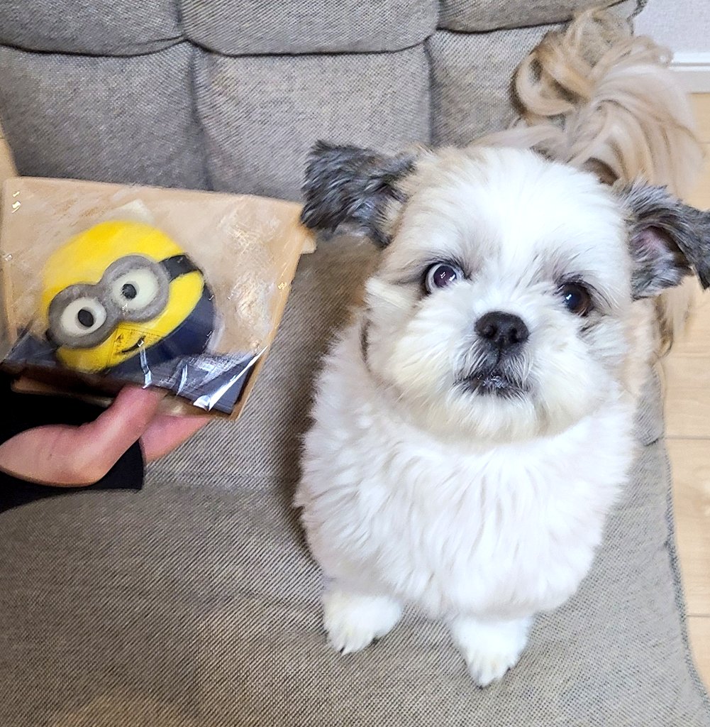 ミニオンボブ Twitter Search Twitter