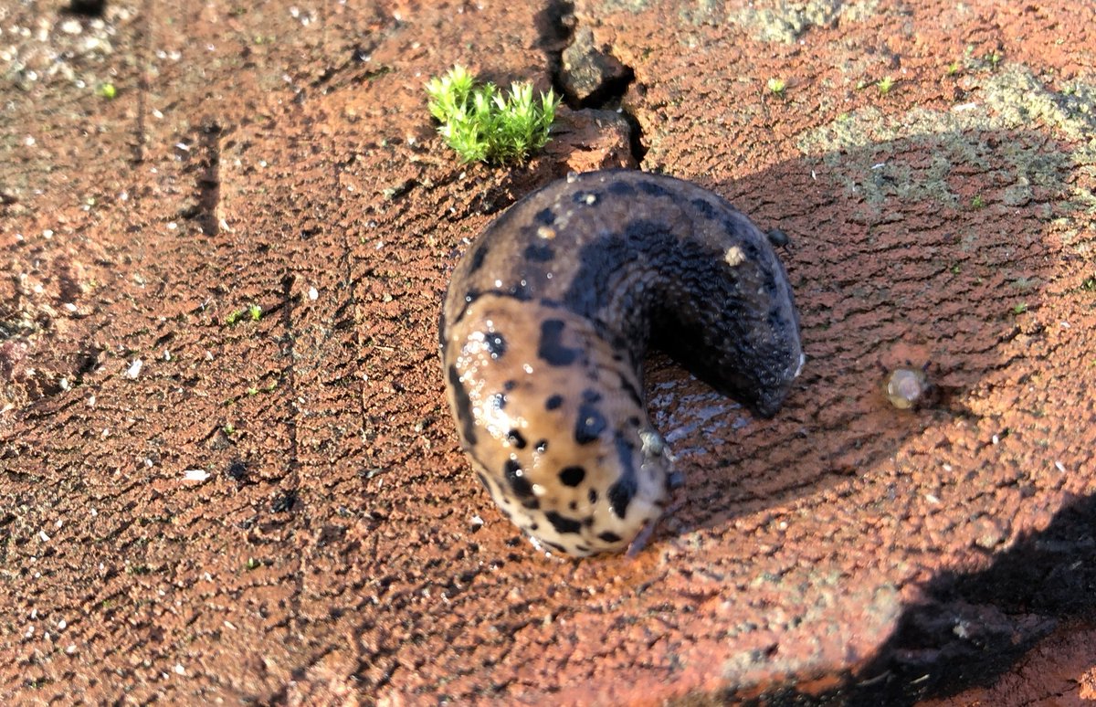 iNaturalist Suomi tweet media