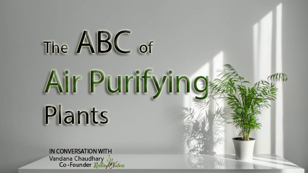 Learn about the ABC of Air Purifying Plants and more! Our Co-Founder  Vandana Chaudhary @vandymini answers the most common queries! 

rollingnature.com/blogs/news/the…

#AirPurifying #Plants #IndoorAirPollution #Phytoremediation #RollingNature