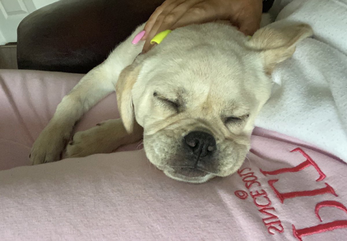 kelseywalsh_01's tweet photo. @OfficialPLT #PLTPets 🥺 https://t.co/dsbKQ3BYCU