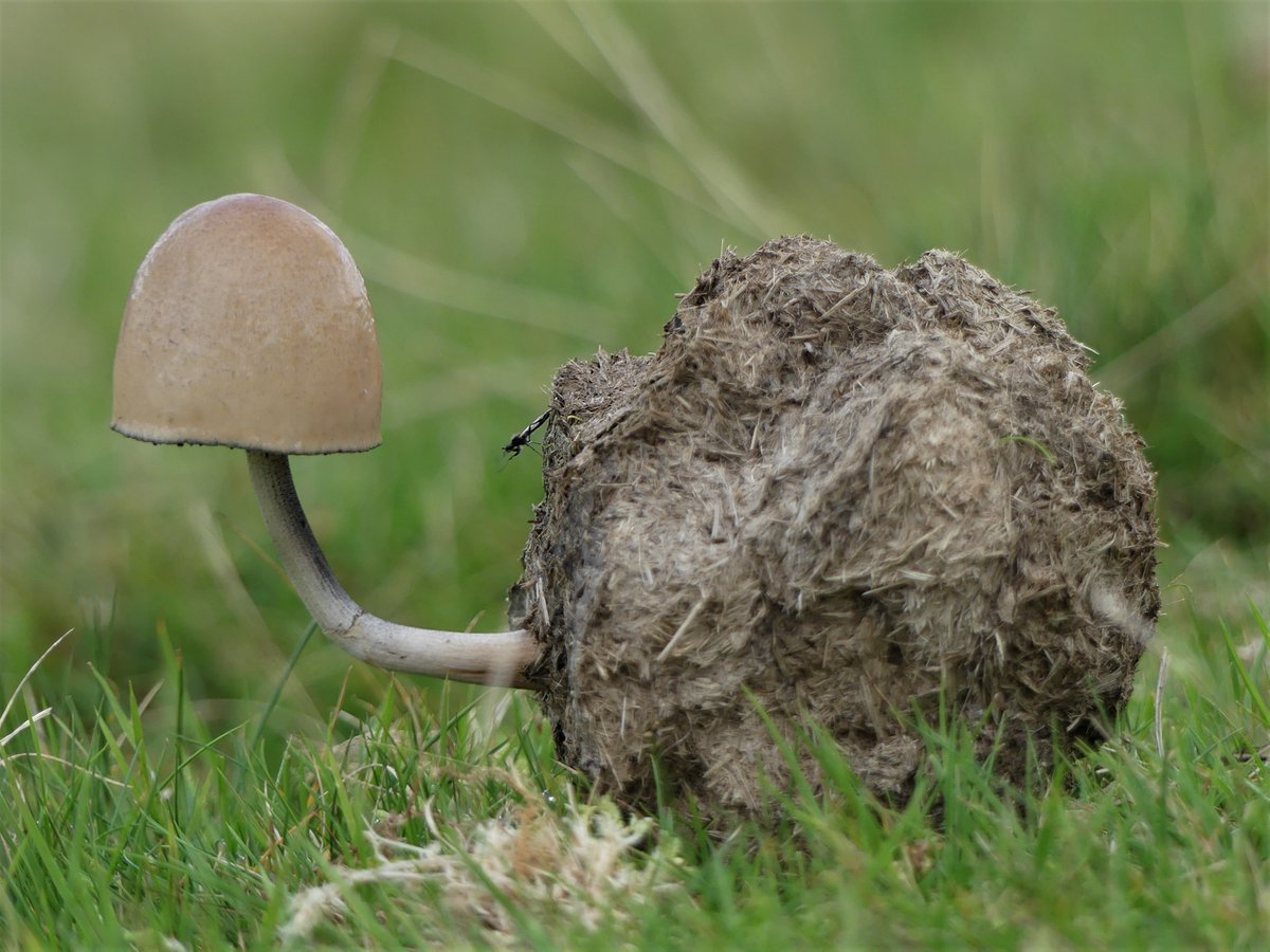 BBNatureRecover's tweet photo. Sometimes having an interest in #nature leads you to see the world from a different perspective. This combination of #fungi #insect and animal "dropping" taken on #Cribarth Hill in the @BreconBeaconsNP is no exception. https://t.co/kFQxeZrBCA