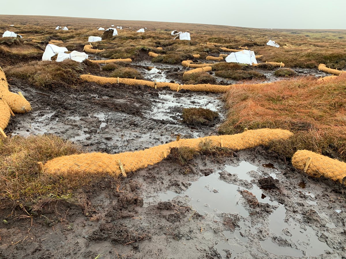 ypp_peat's tweet photo. This coir bunding went on in 2019, the brash in 2020 and this is the growth in October this year...
How it started               How it's going https://t.co/CUjbE378AU