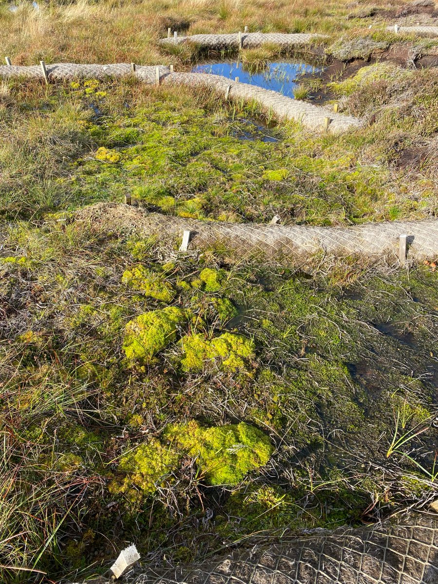 ypp_peat's tweet photo. This coir bunding went on in 2019, the brash in 2020 and this is the growth in October this year...
How it started               How it's going https://t.co/CUjbE378AU