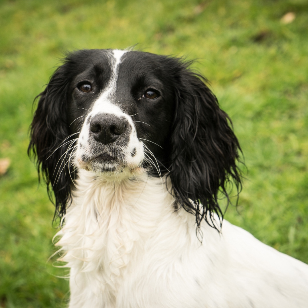 RoyDogBehaviour's tweet image. I’m pleased I could help resolve a stressful situation. 

“We were having problems with our Springers starting to fight I found it very distressing and difficult to deal with so I emailed Roy …  could not believe how quickly he sorted the problem.” - Prue