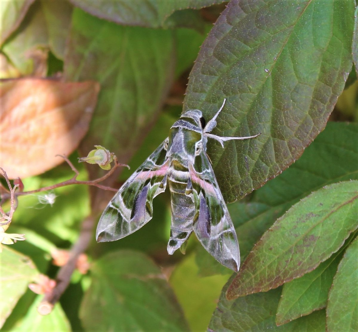 Did my first ever moth twitch yesterday for this somewhat unusually small beasty! Thanks so much <a href="/SteveNash71/">Steve Nash</a> for letting me come by! #hawkmoth #oleanderhawkmoth #ukmoths