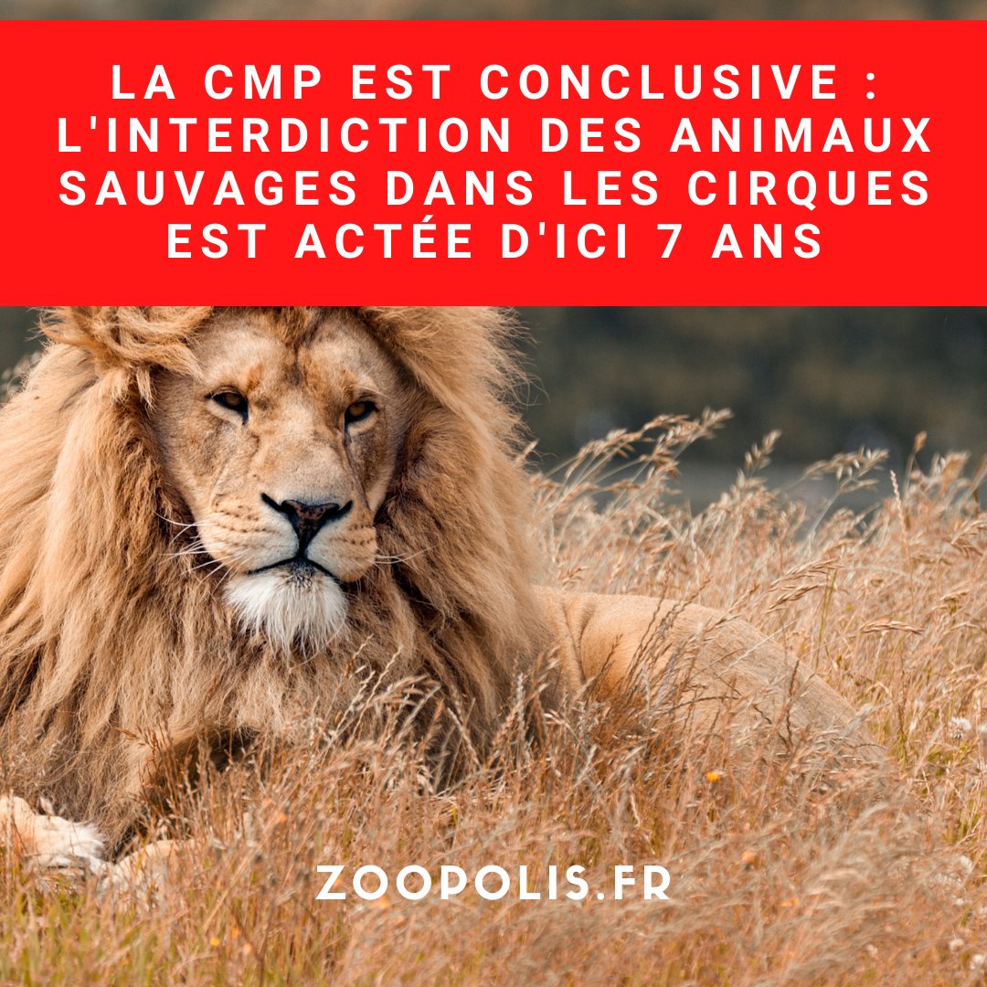 paz_zoopolis's tweet photo. #PPLAnimaux C'est historique
🔴#CirqueSANSanimaux : l'interdiction concerne TOUS les animaux sauvages (contre @Ecologie_Gouv et @Senat) d'ici 7 ans (PAZ souhaitait 5 ans). L'interdiction de la reproduction et des nouvelles acquisitions dans 2 ans (PAZ demandait immédiatement) https://t.co/RTmGAaB7m4