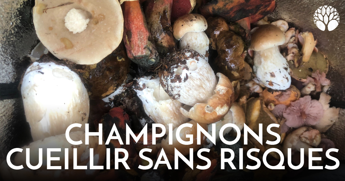 Le Chemin de la Nature tweet media